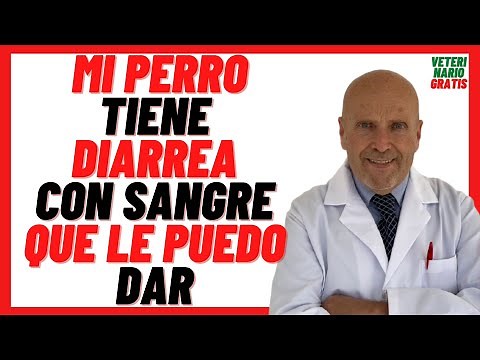 🔴 My DOG Has DIARRHEA WITH BLOOD WHAT CAN I GIVE HIM 🔴 FECES, POOP or DIARRHEA WITH BLOOD in DOGS