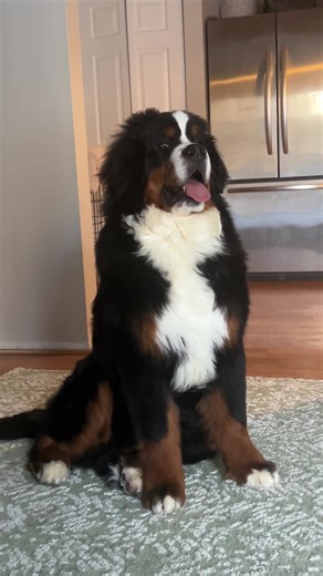 Understanding Bernese Mountain Dog Behavior