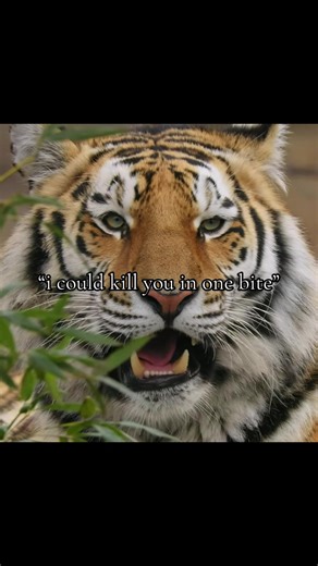 King hyrax does not bow to anyone #hyrax #yeat #fyp #animals | hyrax