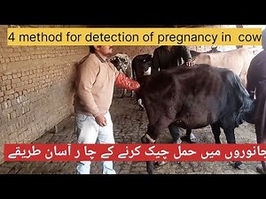 4 method for detection of pregnancy in cow|Rectal Palpation|Ultrasound|Blood Test|Milk test|