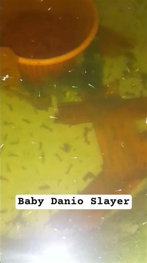 Baby Danio Slayer