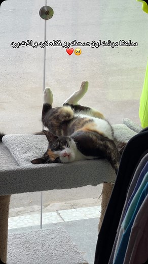 ‎دوستدار حیوانات🐈🐕|فینگیل|پیشی‎ | ‎حاضری بخاطر گربت از کارت بزنی؟؟؟🥺😻‎ | Instagram