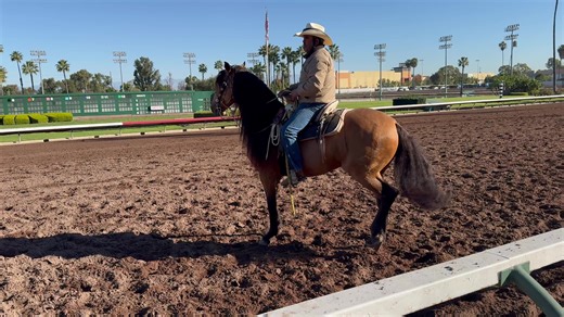 Emotional Support Pony: Joy at Willoughby Stables