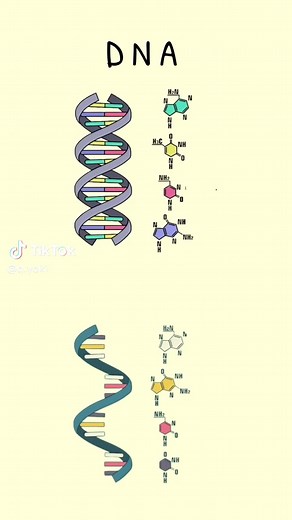 El ADN y ARN: Fundamentos de la Biología Celular