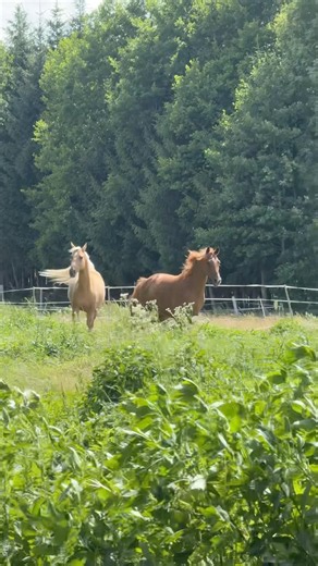 Jak wyglądają naprawdę SZCZĘŚLIWE konie? 🐴🌿 Zobacz ten kadr!