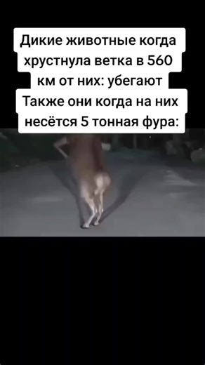 я первый #фура#дорога#животные | animals wildlife