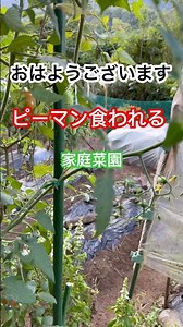 空の浮き雲の家庭菜園 ピーマンが虫食いに遭ってます。#畑再生 #家庭菜園 #田舎暮らし