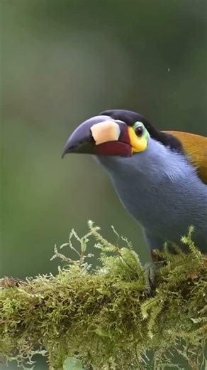 Plate-billed mountain toucan #birds #birdcalling #nest #talkingnature #birdnest #birdsong #wildlife