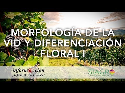 7.1 Morfologia de la vid y Diferenciacion floral I