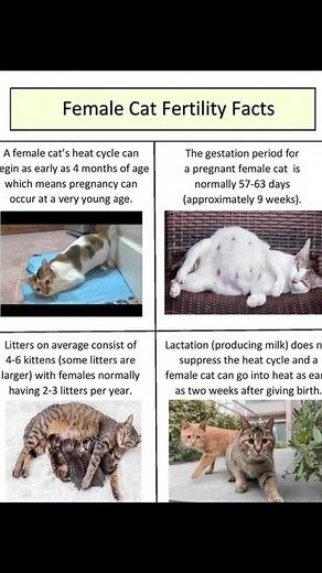 Understanding Female Cat Lifespan and Reproduction