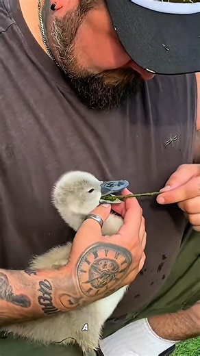 This Baby Swan Was Seconds Away From Dying | Saved a Baby Swan From Drowning| #shorts