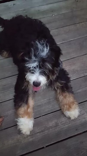 Columbia adult micro bernedoodle