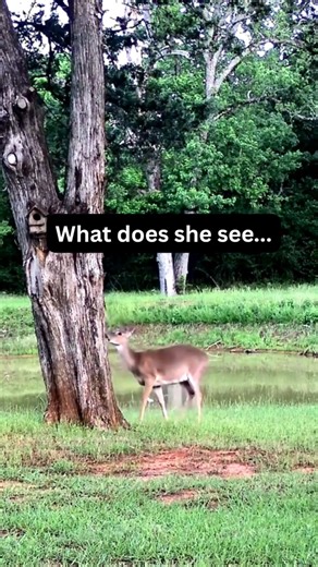 Why Do the Deer Avoid This Tree… 😳 (Trail Cam Footage)