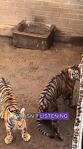 A TIGER vs HYENA battle 🐅 #reelsfypシ #highlightseveryone | PET faye