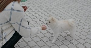 Woman feed her dog at outdoor