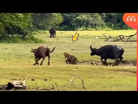 INCREDIBLE LEOPARD FORCEDLY SNATCHES OFF BUFFALO CALF