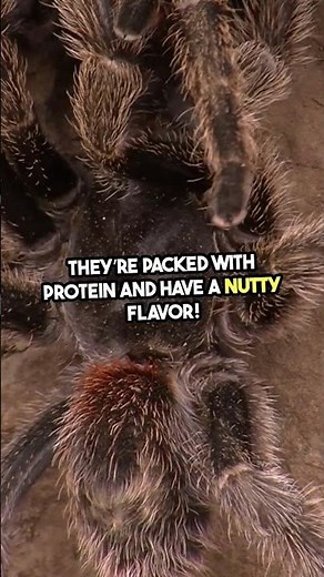 Spiders You Can Eat and Ones You Should Avoid!