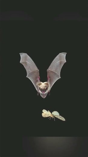 How do bats hunt #facts #factsdaily#history #hindi #letest #knowledge #factsdaily #fact #short