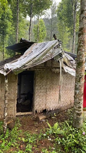 No Stress, Just Nature: My Simple Life in the Jungle #kangutub #cabinbliss #asmr #nature #survival