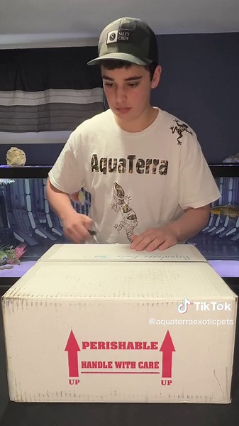 Red Eyed Tree Frogs and Red Eyed Crocodile Skinks Unboxing!