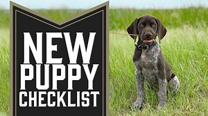 5 Things You Need To Do With A New Puppy Welcome to Standing Stone Kennels! In this video we talk about the 5 things you need to do with a new puppy. Follow along to learn about what steps you should take when you bring your new puppy home. | Standing Stone Kennels