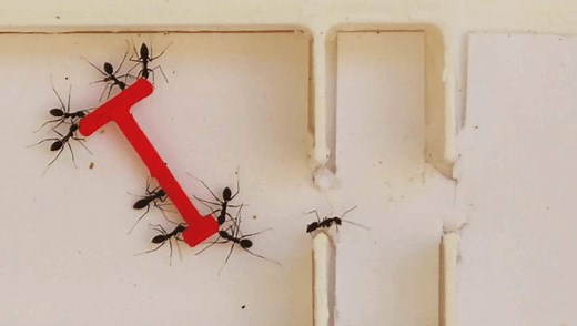 Watch Ants Outsmart Humans In The Piano Movers Puzzle Using "Emergent Cognitive Skills"