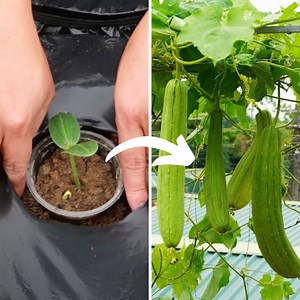 90K views · 2.3K reactions | Impressive Results in Growing Melons on Terrace DIY | Diy Garden World | Facebook