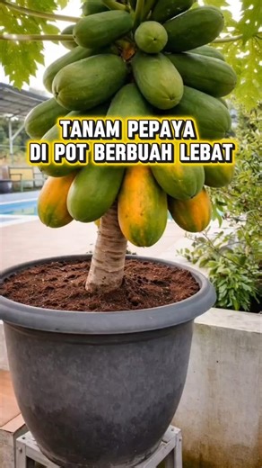 Inspiration for planting papaya in pots with lots of fruit #papaya #gardening #agriculture
