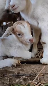 #goats #4u | Goats