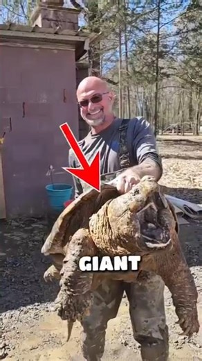 World Most Dangerous Turtle 🤯🐢 #animals #animalfacts #shorts