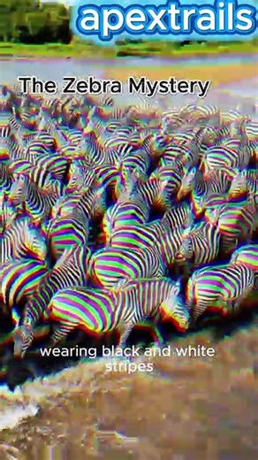 💥 The Zebra Illusion: How Optical Armor Defeats Africa's Deadliest Predators! 🦓🛡️🐆