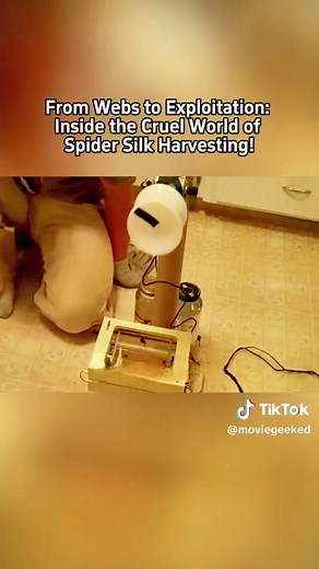 From Webs to Exploitation: Inside the Cruel World of Spider Silk Harvesting! The Endless Loop of Silk Harvesting #SilkProduction #Spider #Exploitation #Capitalist #SpiderAbuse #SilkHarvest