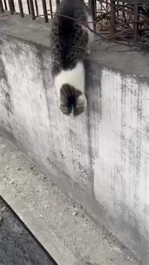 Cat jumping off the wall and coming