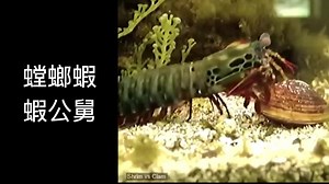 36K views · 950 reactions | Hakka boi hok ho loi ”Hakung khiu”蝦公舅 | Hakka Fa Hok Ho Loi | Facebook