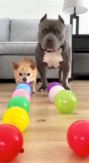 Chihuahua Aggressively Pops Colorful Balloons Challenge #chihuahua #funny #funnyanimals #pitbull