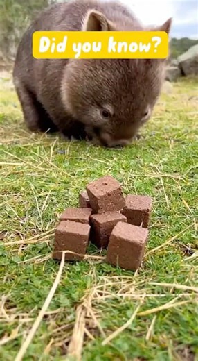 Wombats have the weirdest bathroom habit on earth #animals #disgusting #shorts