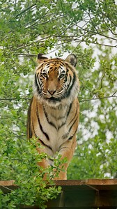 The Wildheart Animal Sanctuary is home to a wide-variety of animals, with a special interest in tigers and lemurs.🐯⁣ ⁣ Based in an old fort looking out towards Sandown’s sandy beach, the Sanctuary aims to promote the survival of endangered species through first class educational and recreational experiences, exemplary animal management, conservation and research.⁣ ⁣ Have you visited? Let us know in the comments.👇⁣ ⁣ 📸 Chris Boyce⁣ ⁣ #IsleofWight #IOW #Autumn #Sandown #WildheartSanctuary #Anim