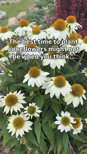 Did you know fall is actually one of the best times to plant coneflowers? 🌸 Many gardeners wait until spring, but planting in fall gives these hardy perennials a real advantage. The cooler temperatures reduce stress on young plants, and there’s still enough warmth in the soil for roots to grow before winter sets in. This root growth is key—while everything above ground may go dormant, the roots keep working quietly underground. By the time spring arrives, fall-planted coneflowers already have a