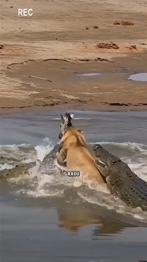 Salah Langkah! Singa Kejar Zebra Tapi Berakhir di Mulut Buaya#faktaunikhewan