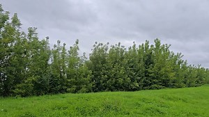 Invasive tree spreading quickly in Jelgava, Latvia