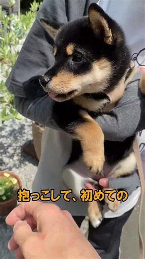 初めてのお庭 #マメシバ #豆柴 #まめしば