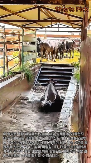대규모 목장에서는 소를 어떻게 씻길까? 질병을 막아주는 효율적인 방역 시스템 #worker #process #livestock #cattle #farming