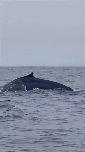 Today we spotted an incredible number of humpback whales—what an unforgettable sight! | Ocean.Tour