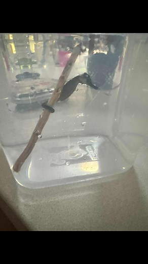 A rare discovery was this tiny, Estuarine Sea Horse, beached on Peregian Beach. Thanks, Kat, for reaching out after finding the Sea Horse and providing the container for its survival, until we could get it the care it needed. 🙏🥰 Thanks Jacob at Wildlife Warriors / Australia Zoo for advising our wonderful SEA LIFE Sunshine Coast Aquarium to be the most appropriate place for now Steve, the Sea Horse to be vet checked and rehabilitated before release. 🙏🥰 Kats son August, proudly handing over St