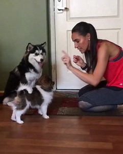 179K views · 1.4K shares | OMG Husky doggo helping pupper to learn training commands. #DogsOfDogspot (Contact for credits) | DogSpot | Facebook