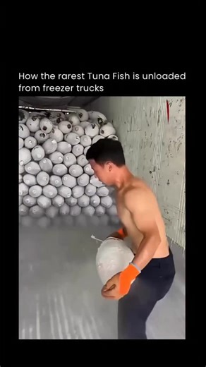 technology.ieo on Instagram: "Unloading rare tuna from freezer trucks is a process built around speed, temperature control, and careful handling. The fish are kept frozen solid from the moment they’re caught, preserving texture and quality, and every second outside controlled conditions matters. As the truck doors open, workers move quickly, transferring each tuna onto insulated carts or conveyors to prevent any warming. What makes the operation so precise is the value of the fish. High-grade tu