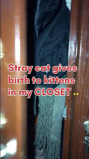 Surprise in the Closet 😮 #kittens #cat #surprise