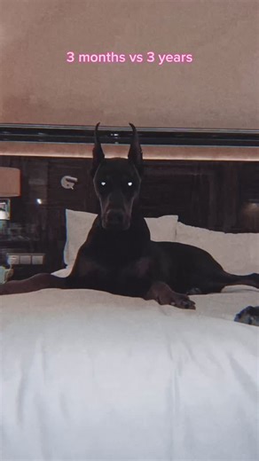 From Puppy to Boss Dog Transformation