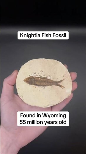 Knightia Fish Fossil
