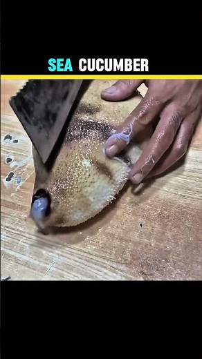 Sea Cucumber — The Ocean’s Most Bizarre and Valuable Creature!